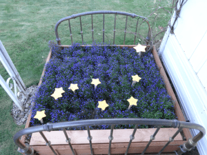 The Alaska flag in Michael Orelove’s “flower bed”.  The blue flowers are lobelia, (“Crystal Palace”); the second star is correctly depicted as a multiple-star system.