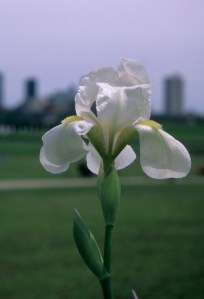 Iris albicans
